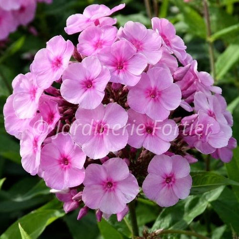 Phlox "Garden Girls Uptown Girl"