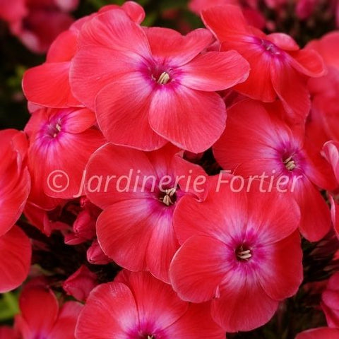 Phlox paniculata "Glamour Girl"