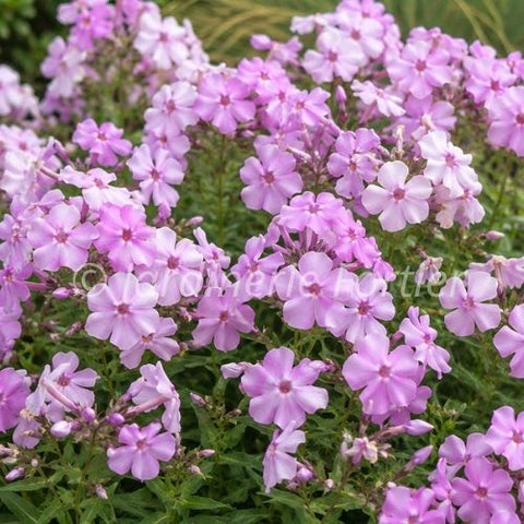 Phlox "Early Princess"