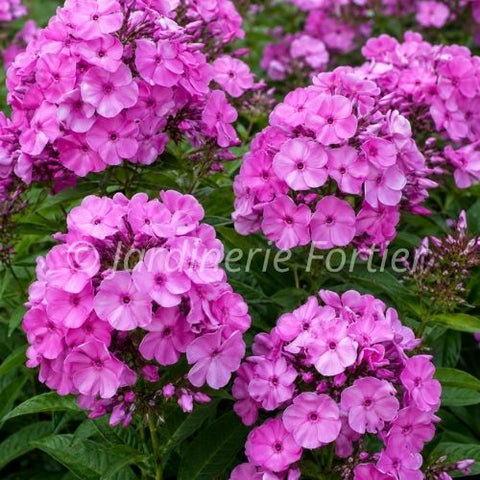 Phlox Fashionably "Early Flamingo"