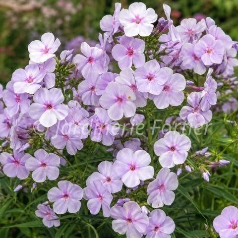 Phlox "Opening Act Pink a Dot"