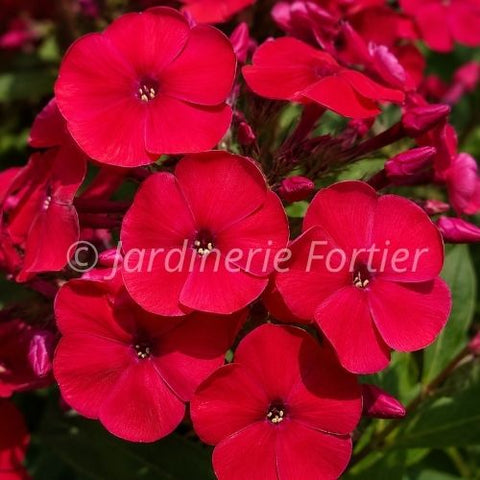 Phlox paniculata "Red Riding Hood"