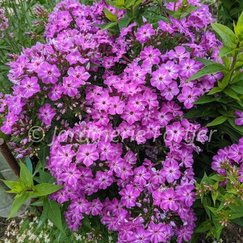 Phlox "Garden Girls Cover Girl"