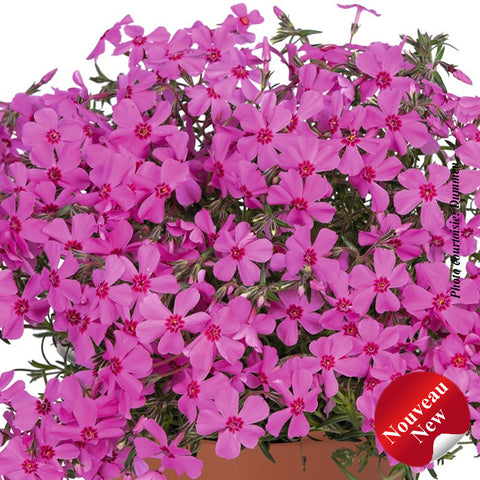 Phlox sub. "Spring pink"