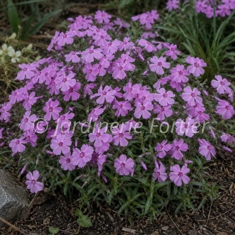 Phlox "Woodlander rose"