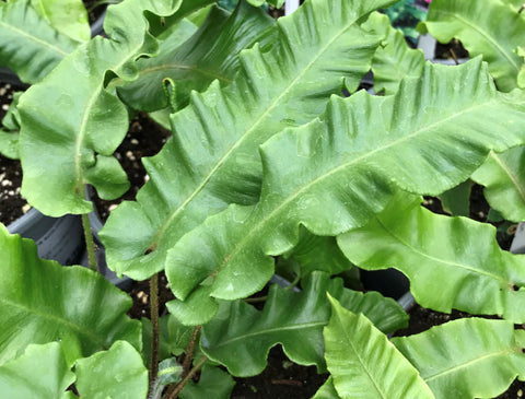 Phyllitis "Scolopendrium"