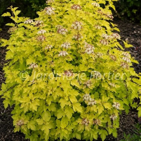 Physocarpus "Raspberry lemonade"