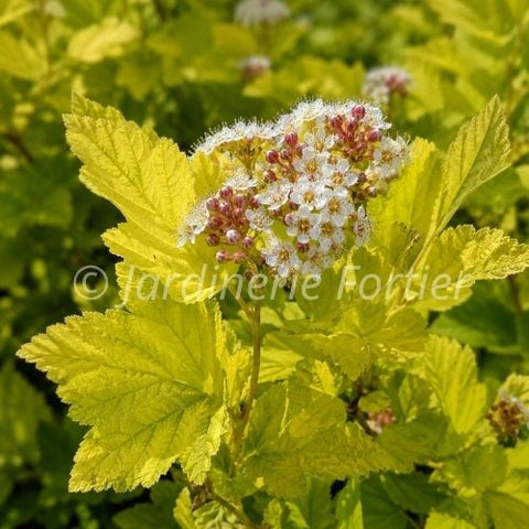 Physocarpus "Raspberry lemonade"