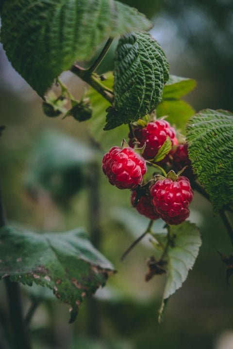 Framboises