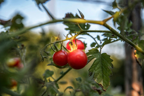 Tomates Cerises