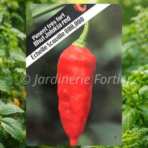 Piment très fort "Bhut Jolokia" (Ghost Pepper)