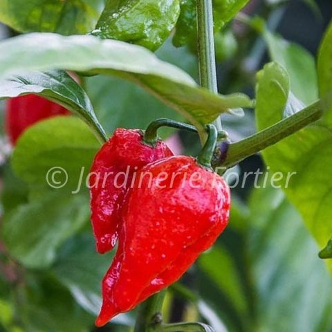 Piment très fort "Bhut Jolokia" (Ghost Pepper)