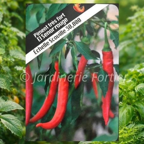 Piment très fort "El Senor rouge"