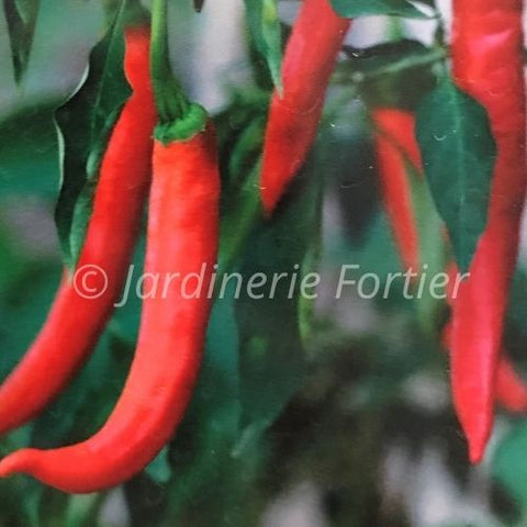 Piment très fort "El Senor rouge"