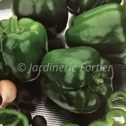 Piment Aristotle / Potager Santé