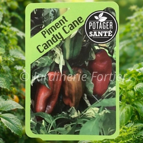 Piment Candy cane / Potager Santé