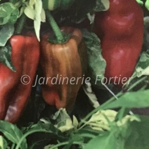 Piment Candy cane / Potager Santé