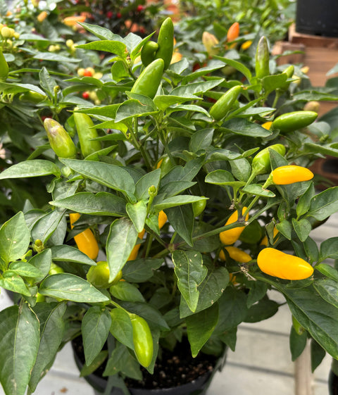 Plante d'intérieur "Piment décoratif en pot"