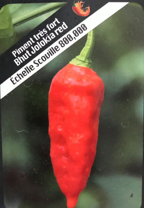Piment très fort "Bhut Jolokia" (Ghost Pepper)