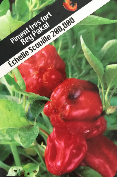 Piment très fort "Rey Pakal"