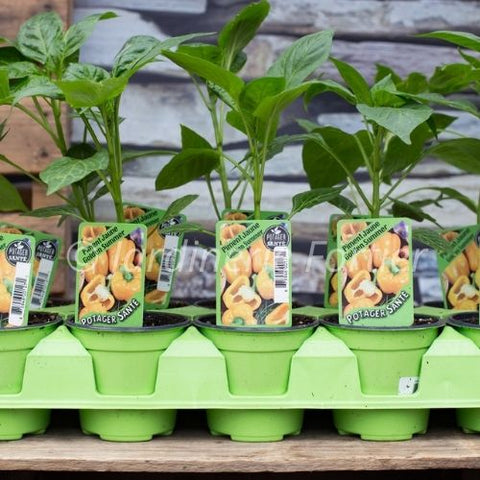 Piment jaune / Potager Santé