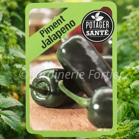 Piment Jalapeno / Potager Santé