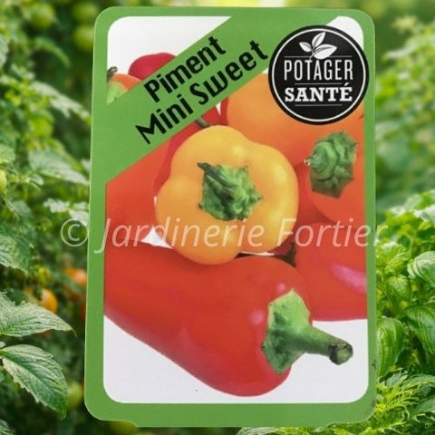 Piment Mini Sweet / Potager Santé