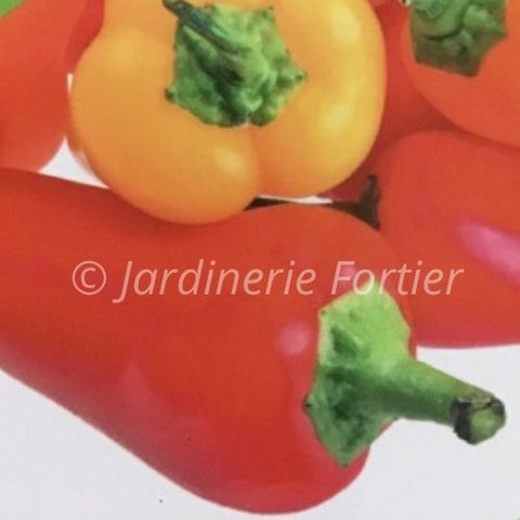 Piment Mini Sweet / Potager Santé