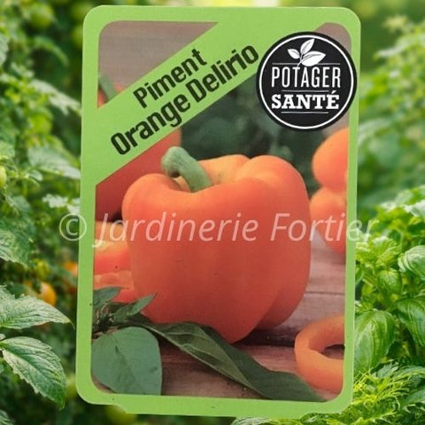 Piment orange / Potager Santé