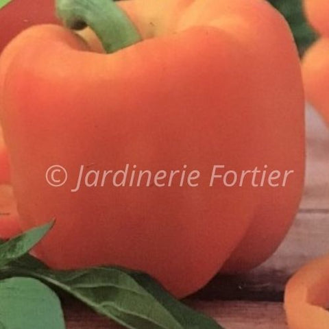 Piment orange / Potager Santé