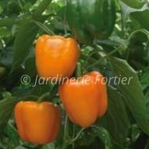 Piment orange / Potager Santé