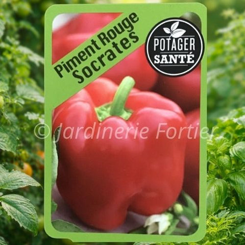 Piment Socrates rouge / Potager Santé