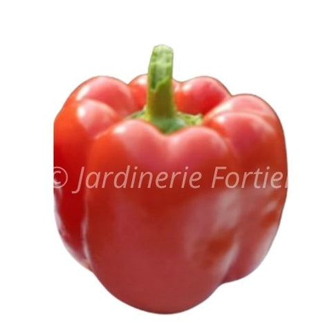 Piment Socrates rouge / Potager Santé