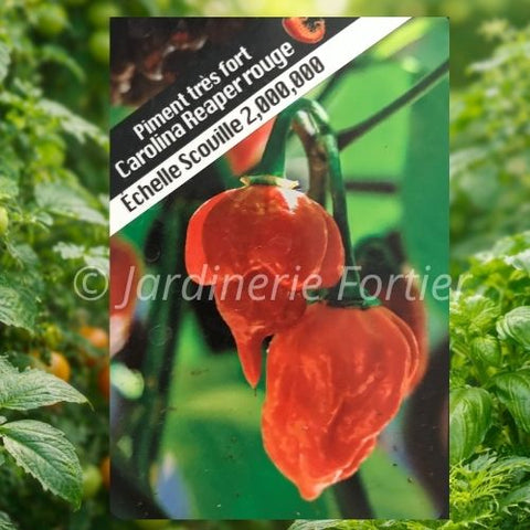 Piment très fort "Carolina Reaper rouge"