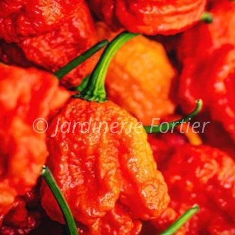 Piment très fort "Carolina Reaper rouge"