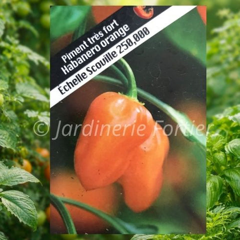 Piment très fort "Habanero orange"
