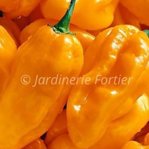 Piment très fort "Habanero orange"