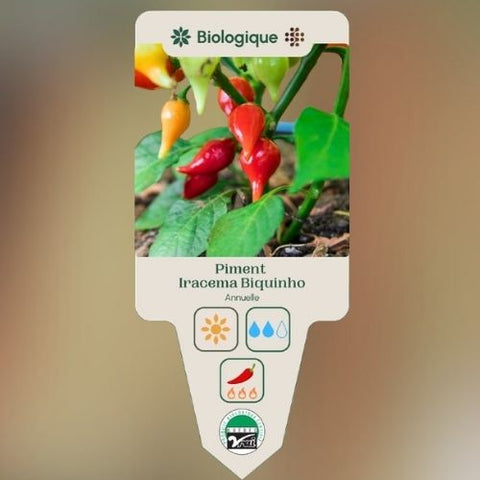 Plant de "Piment Iracema Biquinho" – Écoumène