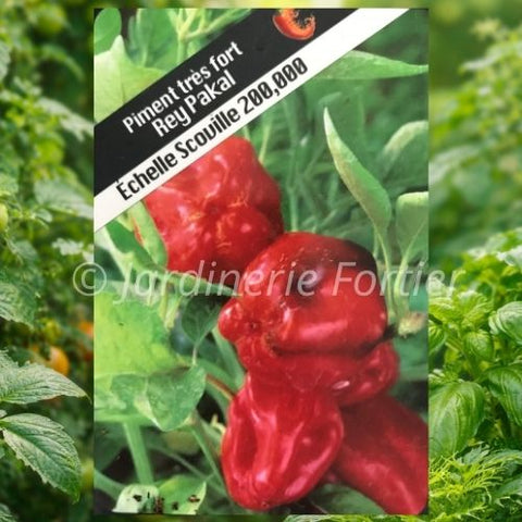 Piment très fort "Rey Pakal"