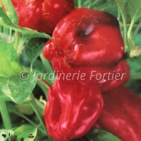 Piment très fort "Rey Pakal"
