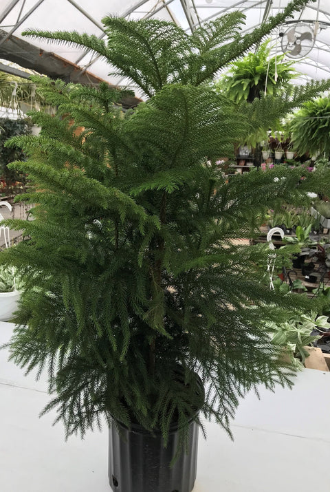 Plante d'intérieur "Araucaria - Pin Norflok"