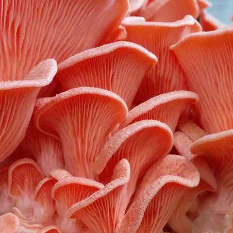 Champignon "Pleurote rose"