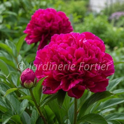 Pivoine "Karl Rosenfeld"