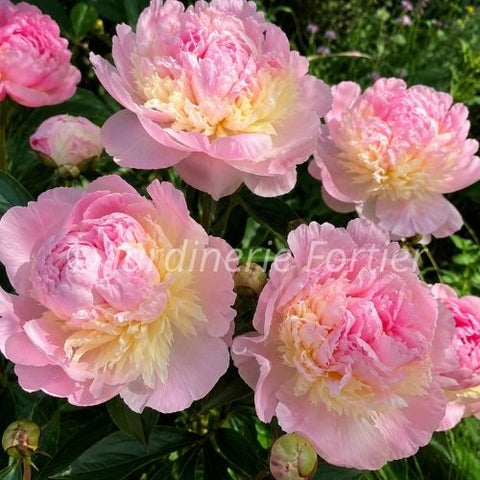Pivoine "Raspberry Sundae"