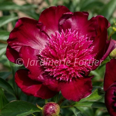 Pivoine "Barrington Belle"