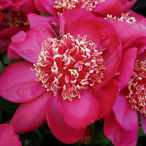 Pivoine "Barrington Belle"