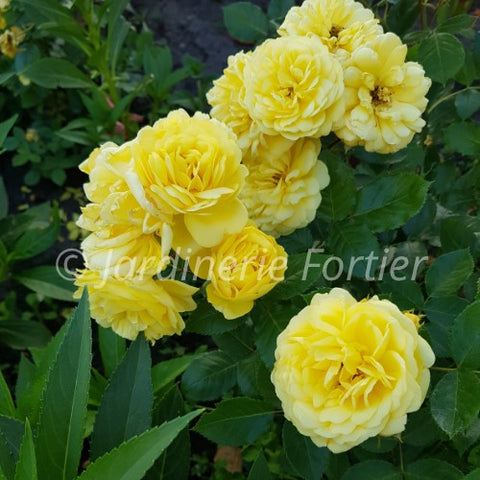 Pivoine "Duchesse de Lorraine"