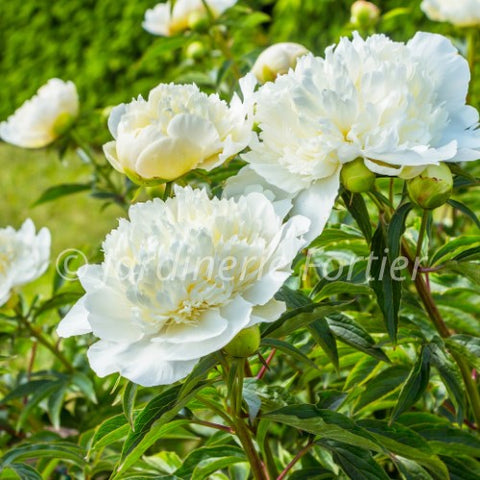 Pivoine "Duchesse de Nemour"