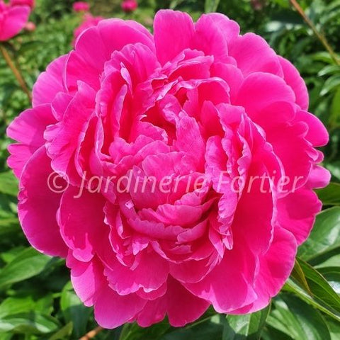 Pivoine Lactiflora "Best Man"