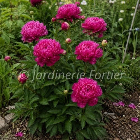 Pivoine "Big Ben"